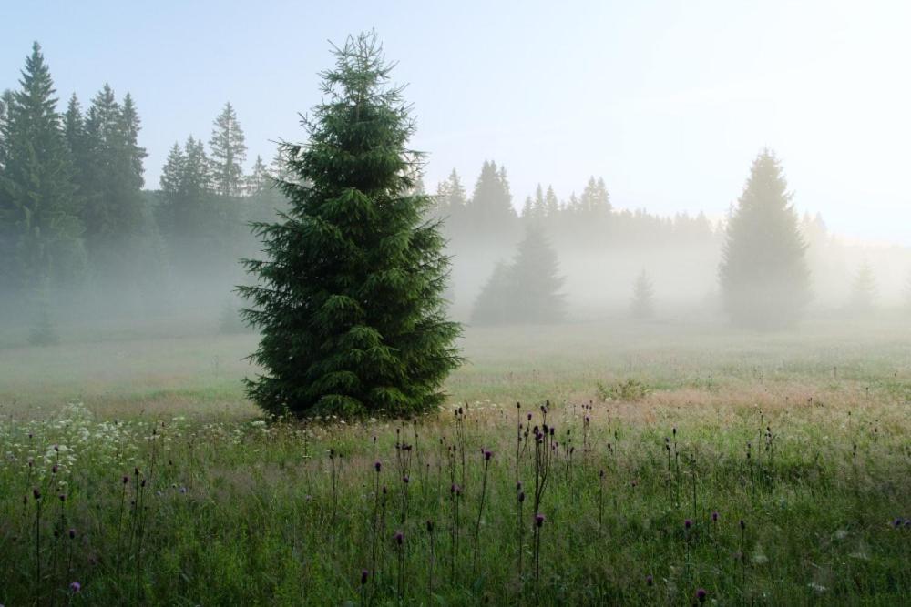 Penzion U Provaznika Zdíkov Esterno foto